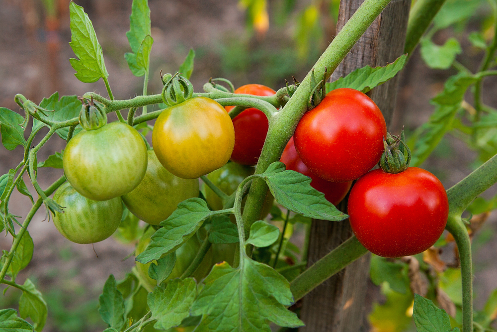 Tomatos in a greenhouses