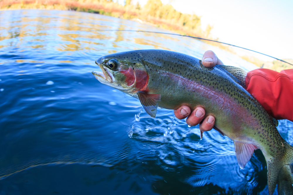 Farming fish in fresh water is more affordable and sustainable